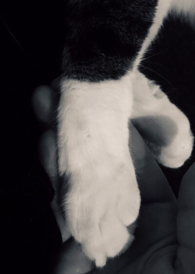 Pinot